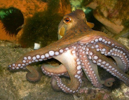 090702octopus1.jpg